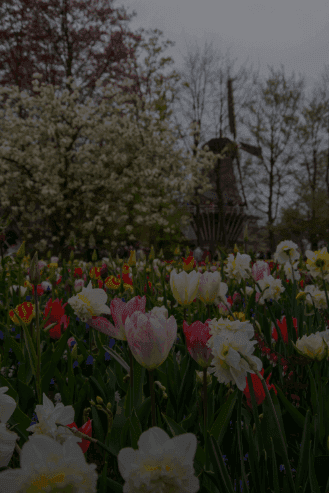 Poza Olanda lalele mobil